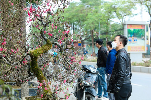 Vườn bưởi cổ thụ tiền tỉ chờ ngày ra thị trường Tết-11