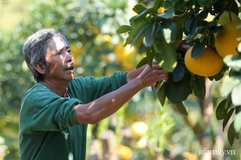 Vườn bưởi cổ thụ tiền tỉ chờ ngày ra thị trường Tết-1