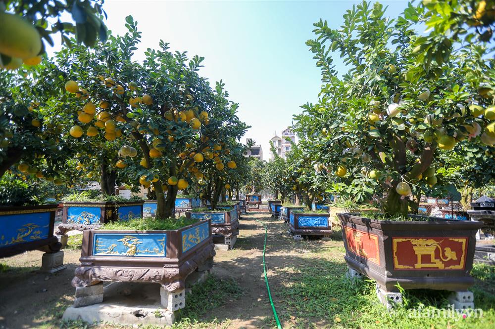 Vườn bưởi cổ thụ tiền tỉ chờ ngày ra thị trường Tết-2