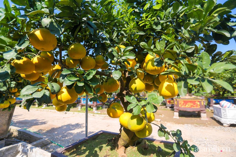 Vườn bưởi cổ thụ tiền tỉ chờ ngày ra thị trường Tết-3