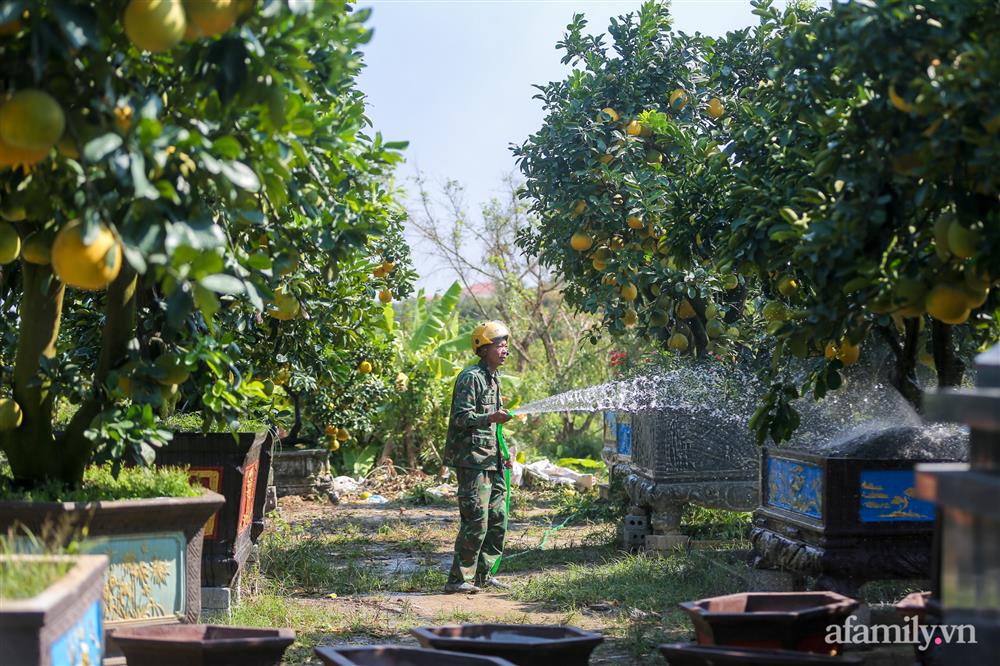 Vườn bưởi cổ thụ tiền tỉ chờ ngày ra thị trường Tết-4