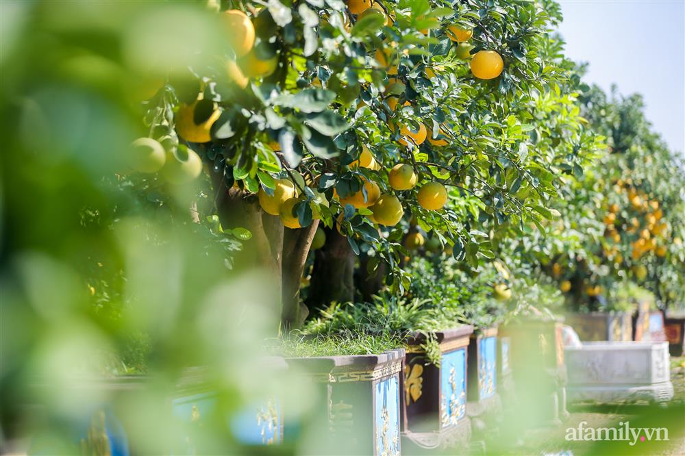 Vườn bưởi cổ thụ tiền tỉ chờ ngày ra thị trường Tết-5