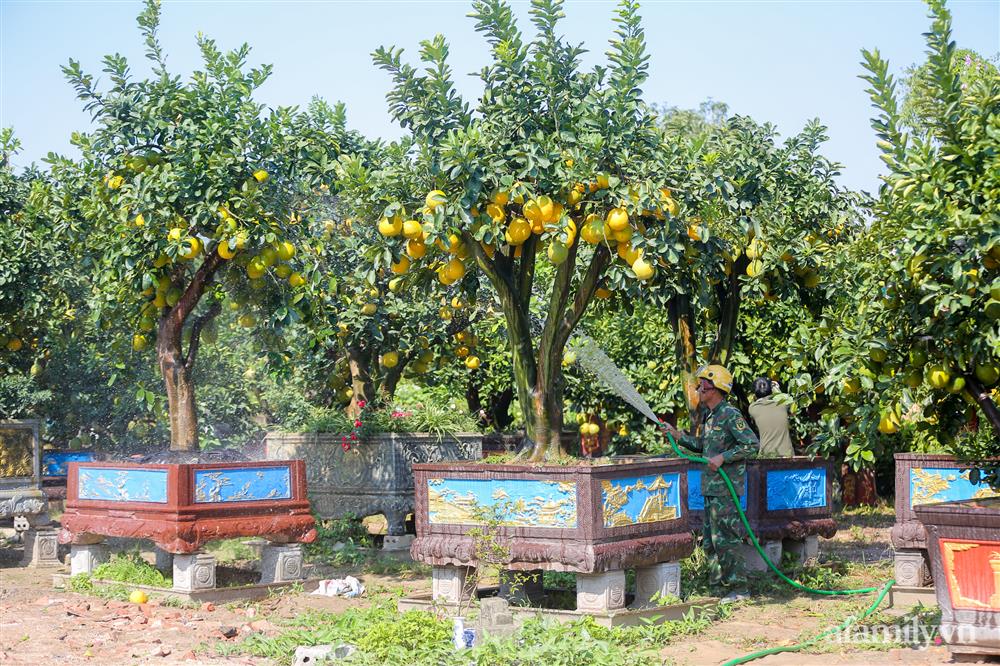 Vườn bưởi cổ thụ tiền tỉ chờ ngày ra thị trường Tết-6