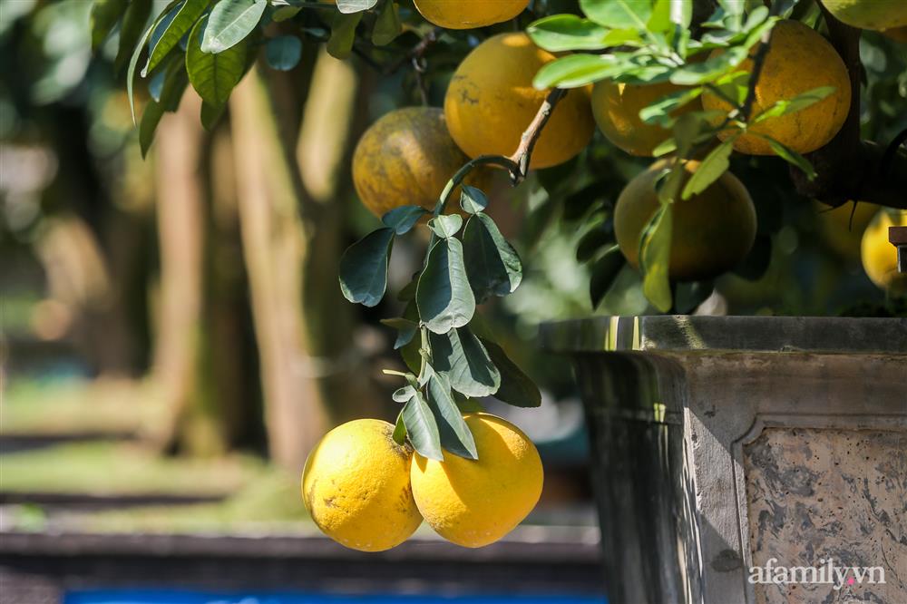 Vườn bưởi cổ thụ tiền tỉ chờ ngày ra thị trường Tết-7