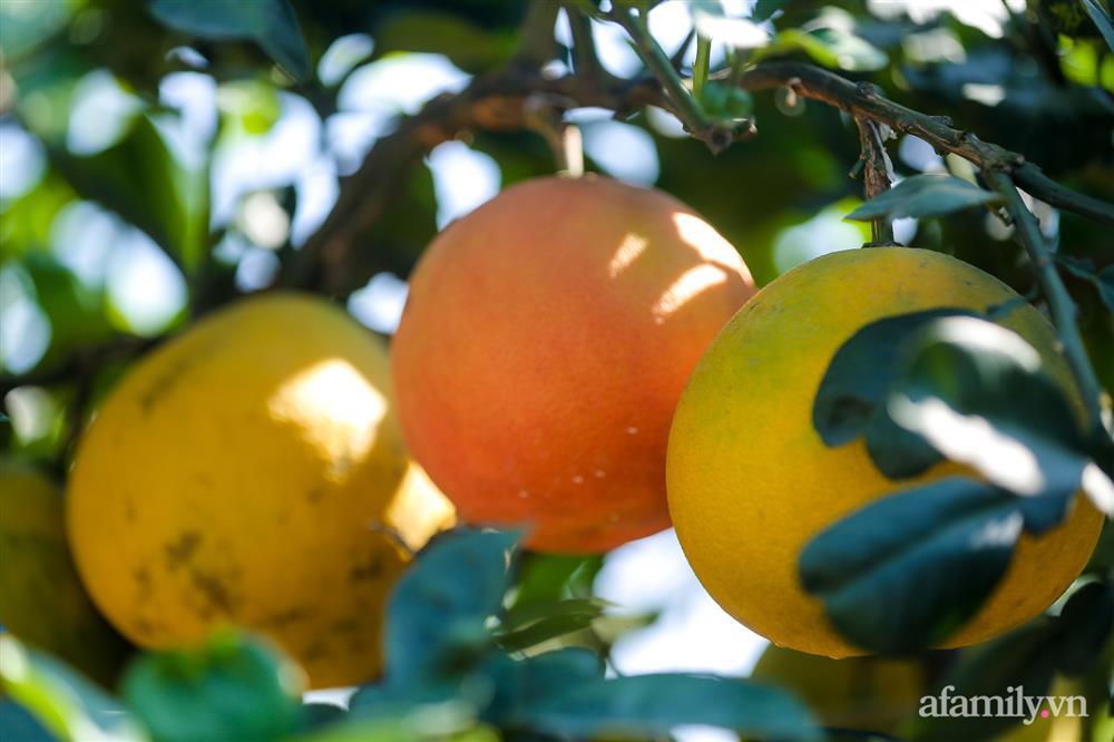 Vườn bưởi cổ thụ tiền tỉ chờ ngày ra thị trường Tết-9