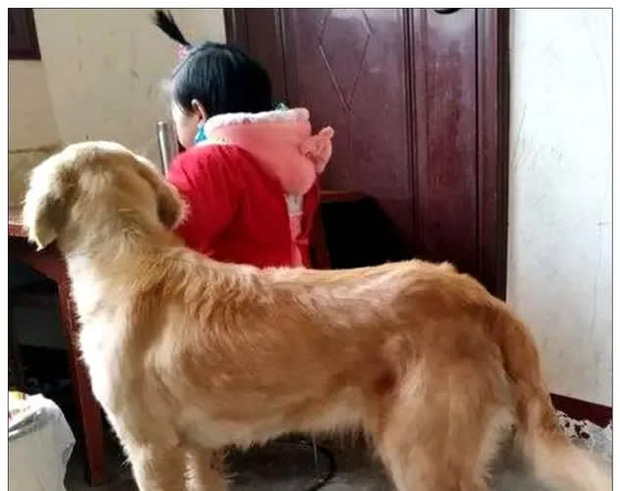 Để con gái 4 tuổi ở nhà với chó Golden, cảnh tượng sau đó khiến ông bố giật cả mình-1