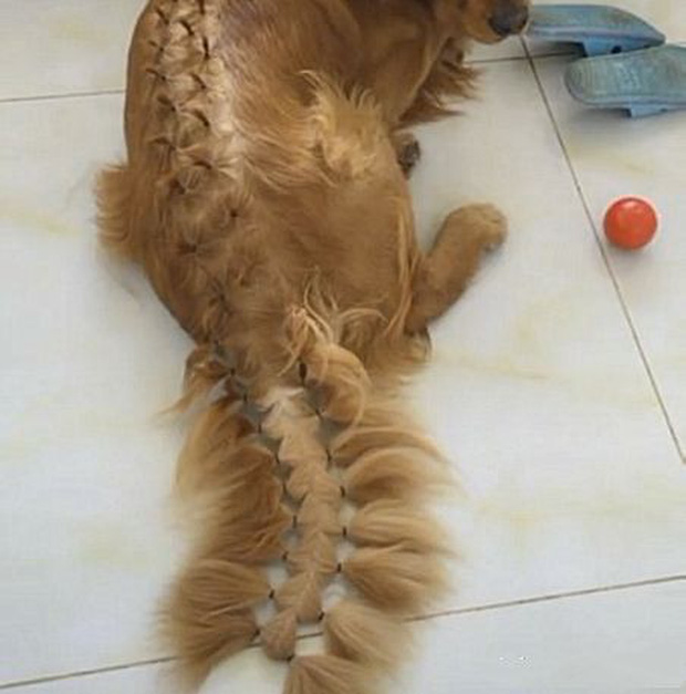 Để con gái 4 tuổi ở nhà với chó Golden, cảnh tượng sau đó khiến ông bố giật cả mình-2