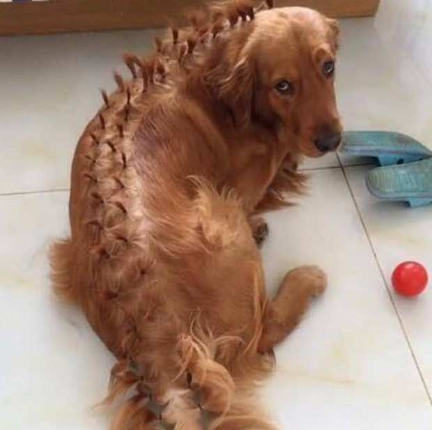 Để con gái 4 tuổi ở nhà với chó Golden, cảnh tượng sau đó khiến ông bố giật cả mình-3