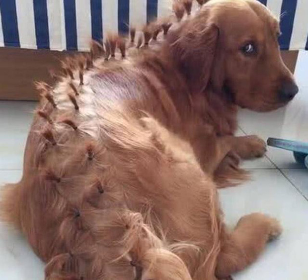 Để con gái 4 tuổi ở nhà với chó Golden, cảnh tượng sau đó khiến ông bố giật cả mình-4