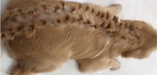 Để con gái 4 tuổi ở nhà với chó Golden, cảnh tượng sau đó khiến ông bố giật cả mình-5