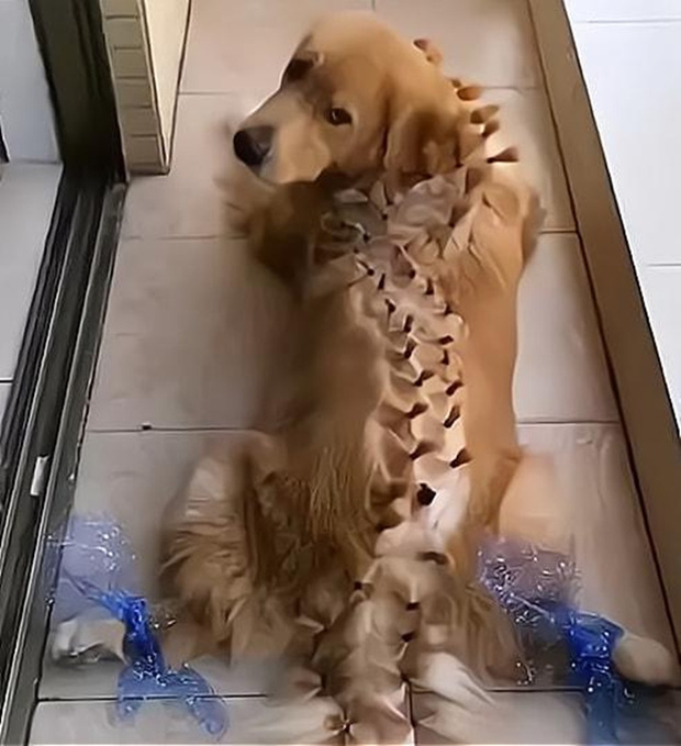 Để con gái 4 tuổi ở nhà với chó Golden, cảnh tượng sau đó khiến ông bố giật cả mình-6