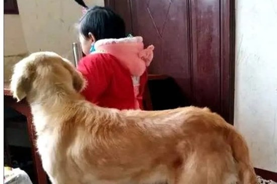 Để con gái 4 tuổi ở nhà với chó Golden, cảnh tượng sau đó khiến ông bố giật cả mình