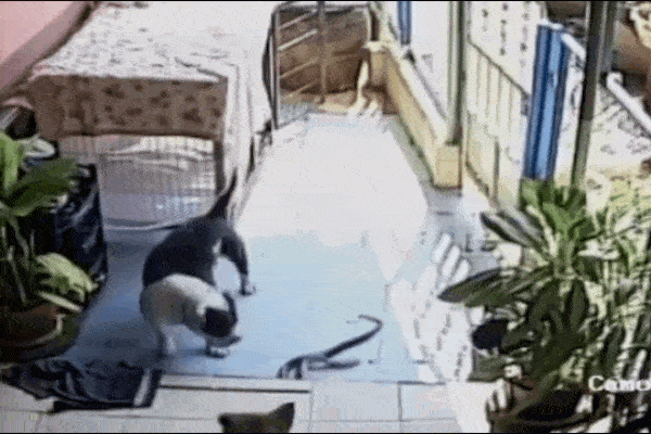 Clip: Đôi chó nhà hợp sức tấn công rắn hổ mang chúa để bảo vệ chủ-1