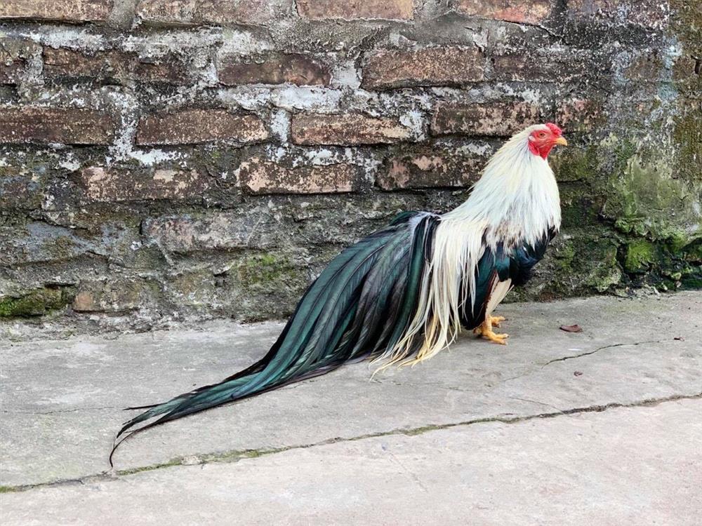 Chi chục triệu đồng mua cặp gà tre đuôi dài nửa mét, dáng oai vệ chơi Tết-3