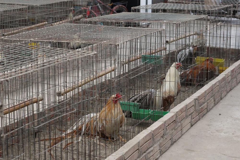 Chi chục triệu đồng mua cặp gà tre đuôi dài nửa mét, dáng oai vệ chơi Tết-4