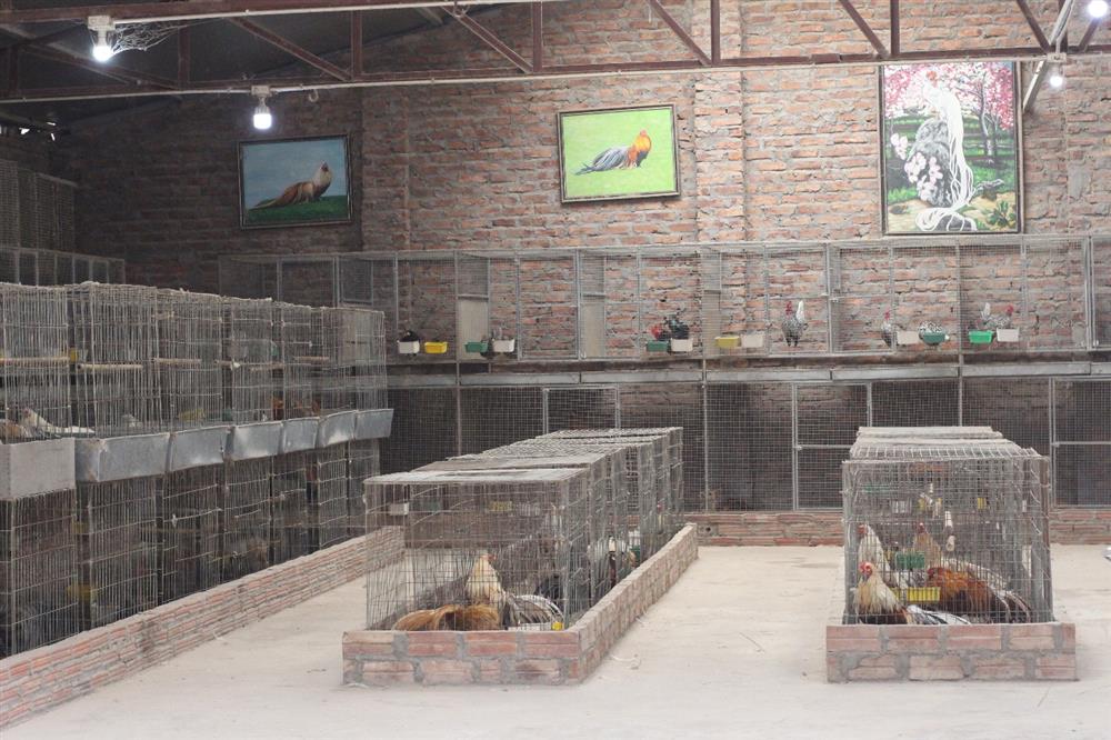 Chi chục triệu đồng mua cặp gà tre đuôi dài nửa mét, dáng oai vệ chơi Tết-6