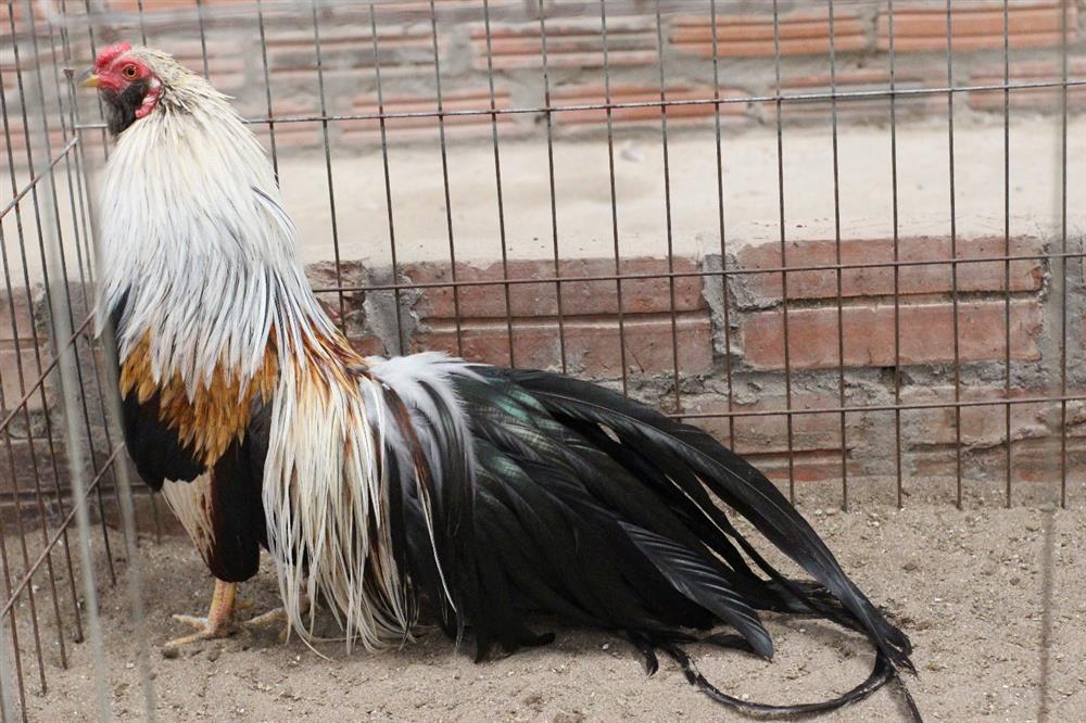 Chi chục triệu đồng mua cặp gà tre đuôi dài nửa mét, dáng oai vệ chơi Tết-7