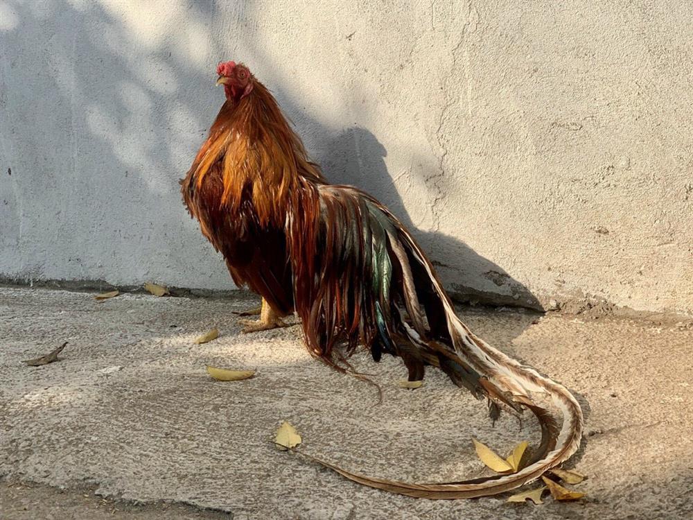 Chi chục triệu đồng mua cặp gà tre đuôi dài nửa mét, dáng oai vệ chơi Tết-8