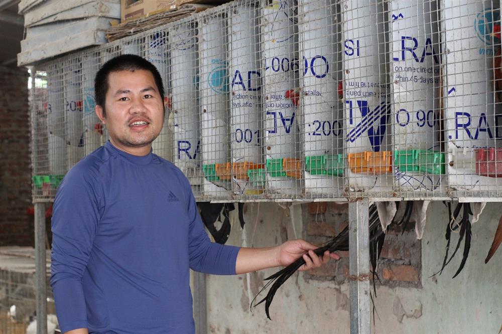 Chi chục triệu đồng mua cặp gà tre đuôi dài nửa mét, dáng oai vệ chơi Tết-9