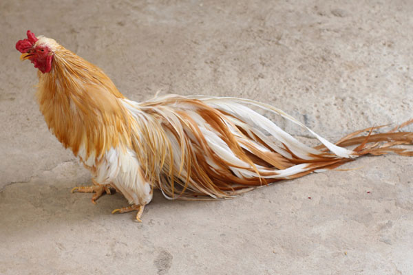 Gà thái giám” giá hàng triệu đồng/kg, nhà giàu săn lùng làm quà biếu Tết-6