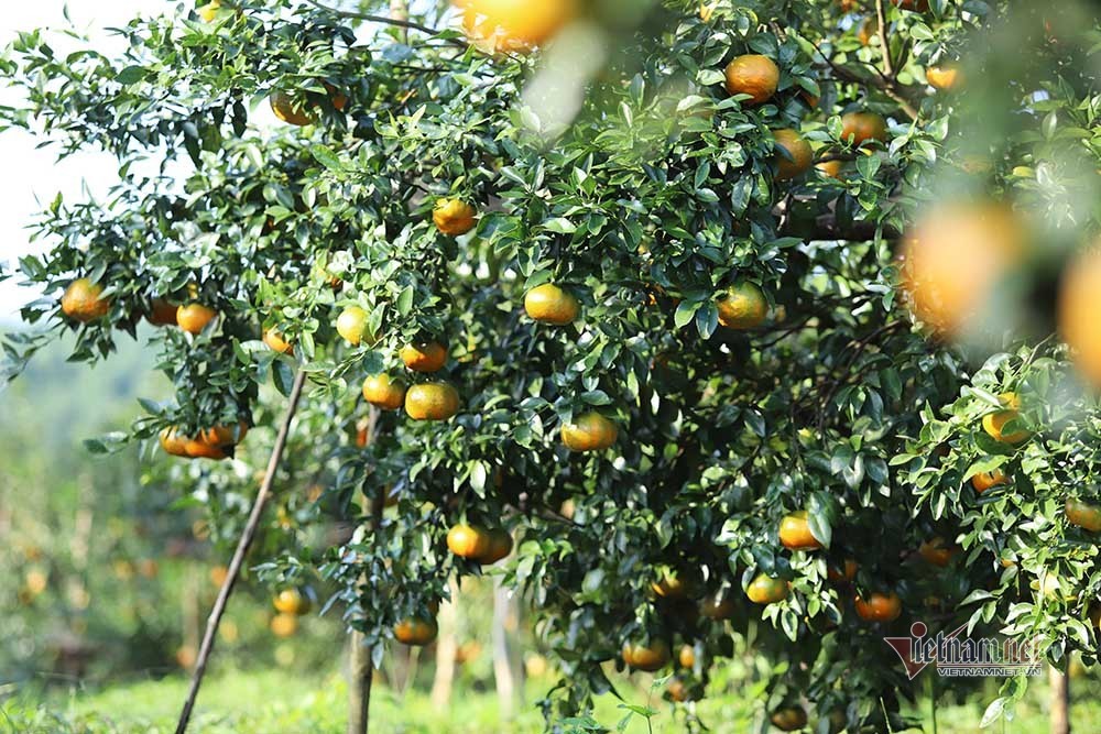 Làng cam rực vàng giữa rừng, thu vội 350 tỷ ăn Tết-2