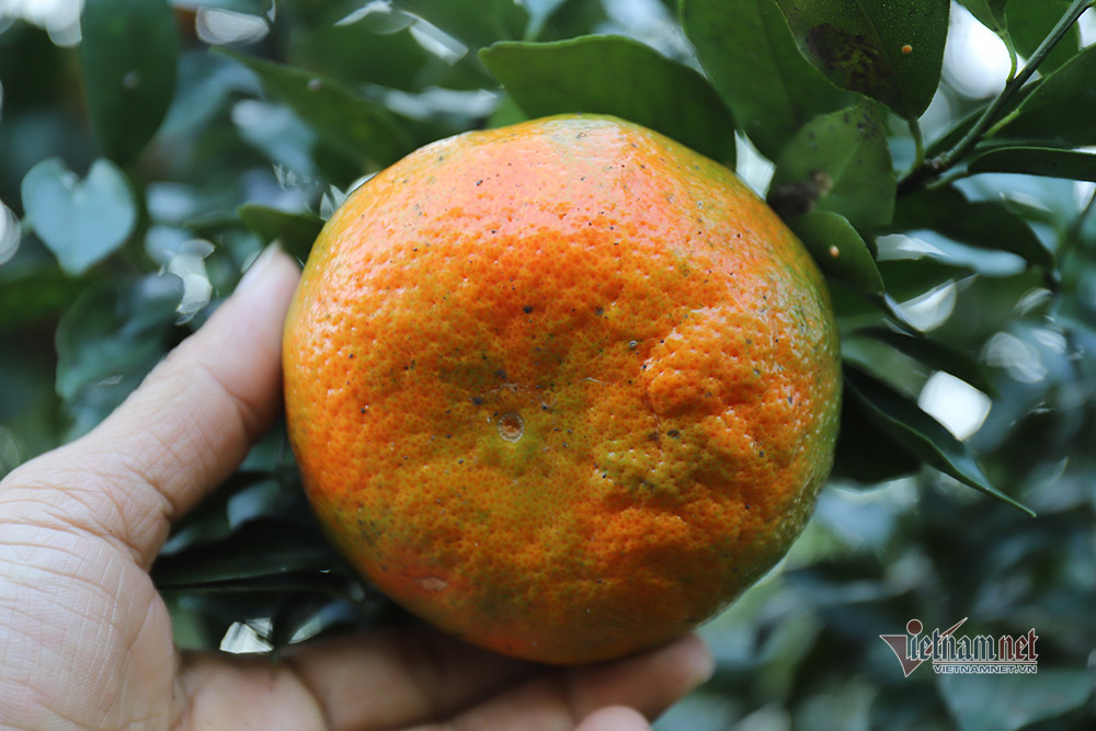 Làng cam rực vàng giữa rừng, thu vội 350 tỷ ăn Tết-4