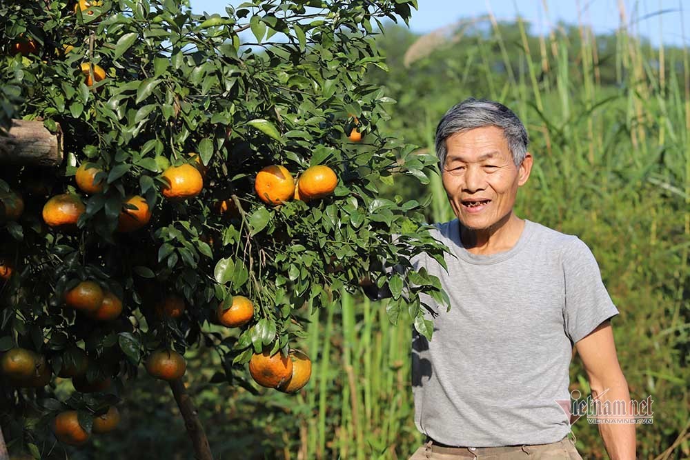Làng cam rực vàng giữa rừng, thu vội 350 tỷ ăn Tết-7