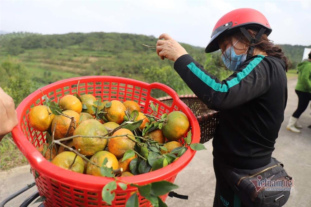 Làng cam rực vàng giữa rừng, thu vội 350 tỷ ăn Tết-12
