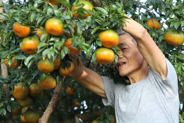 Làng cam rực vàng giữa rừng, thu vội 350 tỷ ăn Tết-8