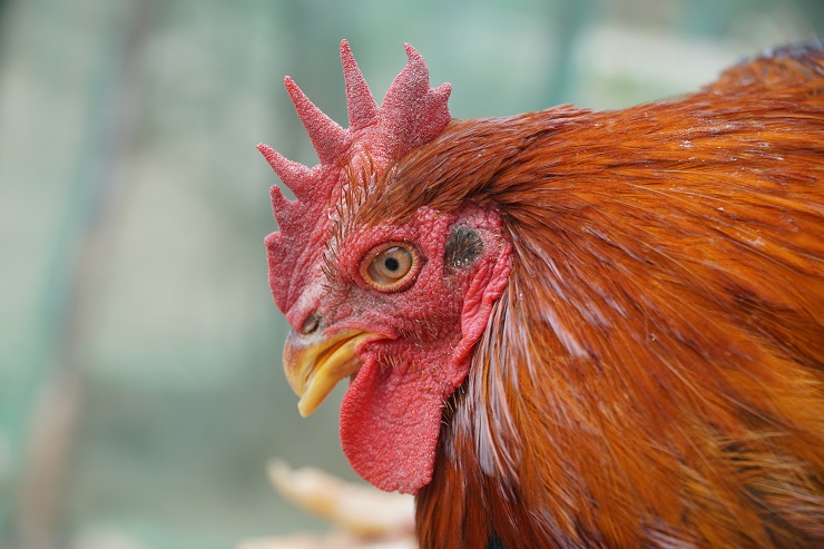 Gà thái giám” giá hàng triệu đồng/kg, nhà giàu săn lùng làm quà biếu Tết-3