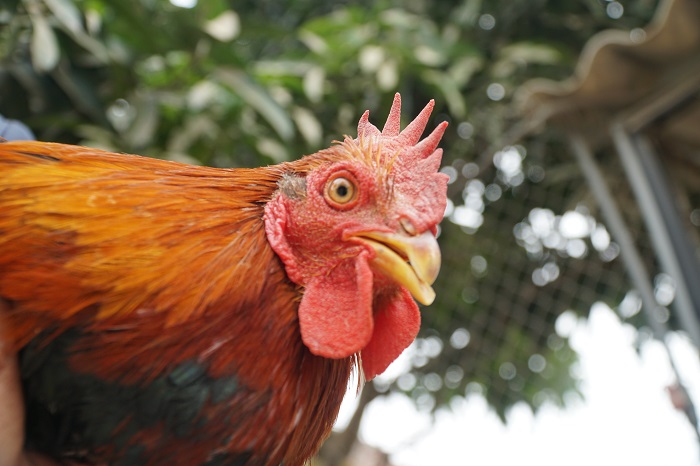 Gà thái giám” giá hàng triệu đồng/kg, nhà giàu săn lùng làm quà biếu Tết-5