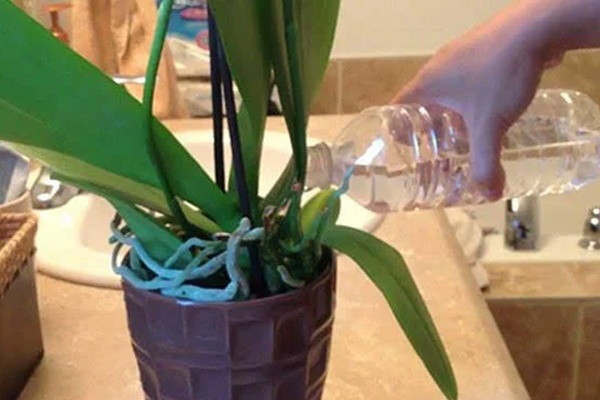 Nho mua về càng rửa càng bẩn, mách bạn cách làm sạch đúng cách, thuốc trừ sâu và bụi bẩn sẽ ra hết-6