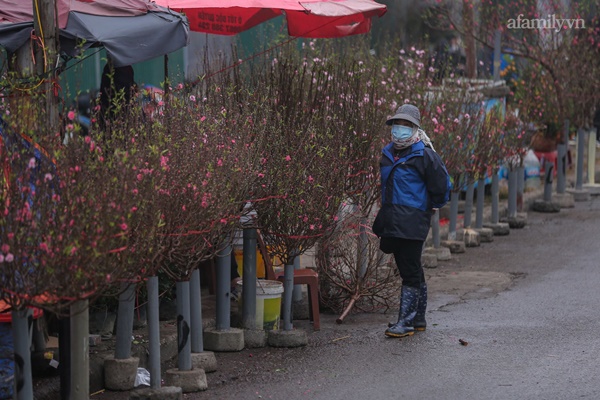 Đào xuống phố đúng thời điểm, tiểu thương vẫn méo mặt vì ít người hỏi mua-1