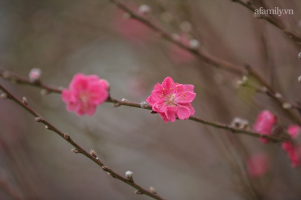 Đào xuống phố đúng thời điểm, tiểu thương vẫn méo mặt vì ít người hỏi mua-5