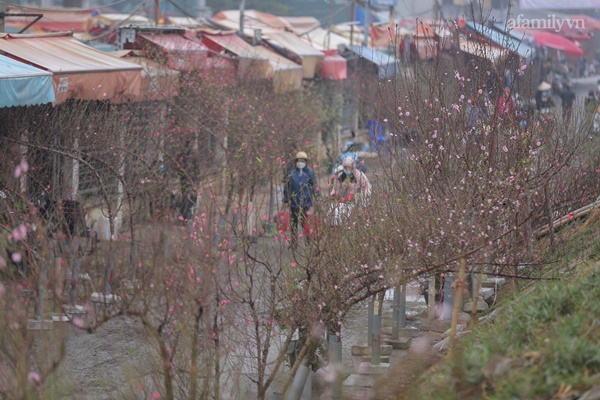 Đào xuống phố đúng thời điểm, tiểu thương vẫn méo mặt vì ít người hỏi mua-6
