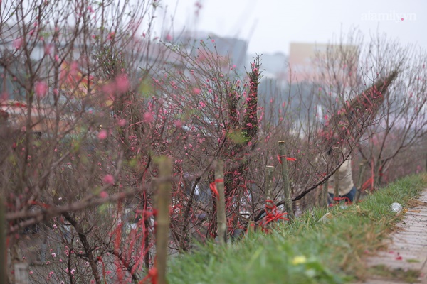 Đào xuống phố đúng thời điểm, tiểu thương vẫn méo mặt vì ít người hỏi mua-8