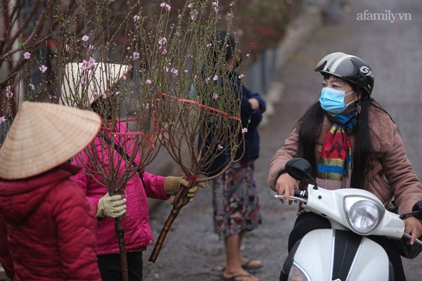 Đào xuống phố đúng thời điểm, tiểu thương vẫn méo mặt vì ít người hỏi mua-9