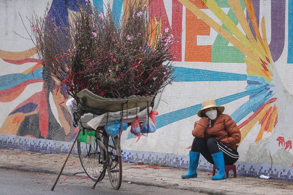 Đào xuống phố đúng thời điểm, tiểu thương vẫn méo mặt vì ít người hỏi mua-11