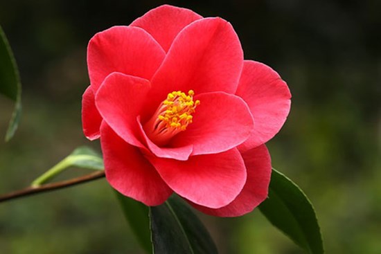 Tháng 12 Âm lịch, 4 con giáp đón Tết sớm, tràn ngập niềm vui, tài lộc rủng rỉnh