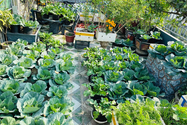 10 loại cây cảnh dưới đây nếu trồng bạn sẽ cần phải chú ý vì nếu ăn phải sẽ nguy hiểm-3