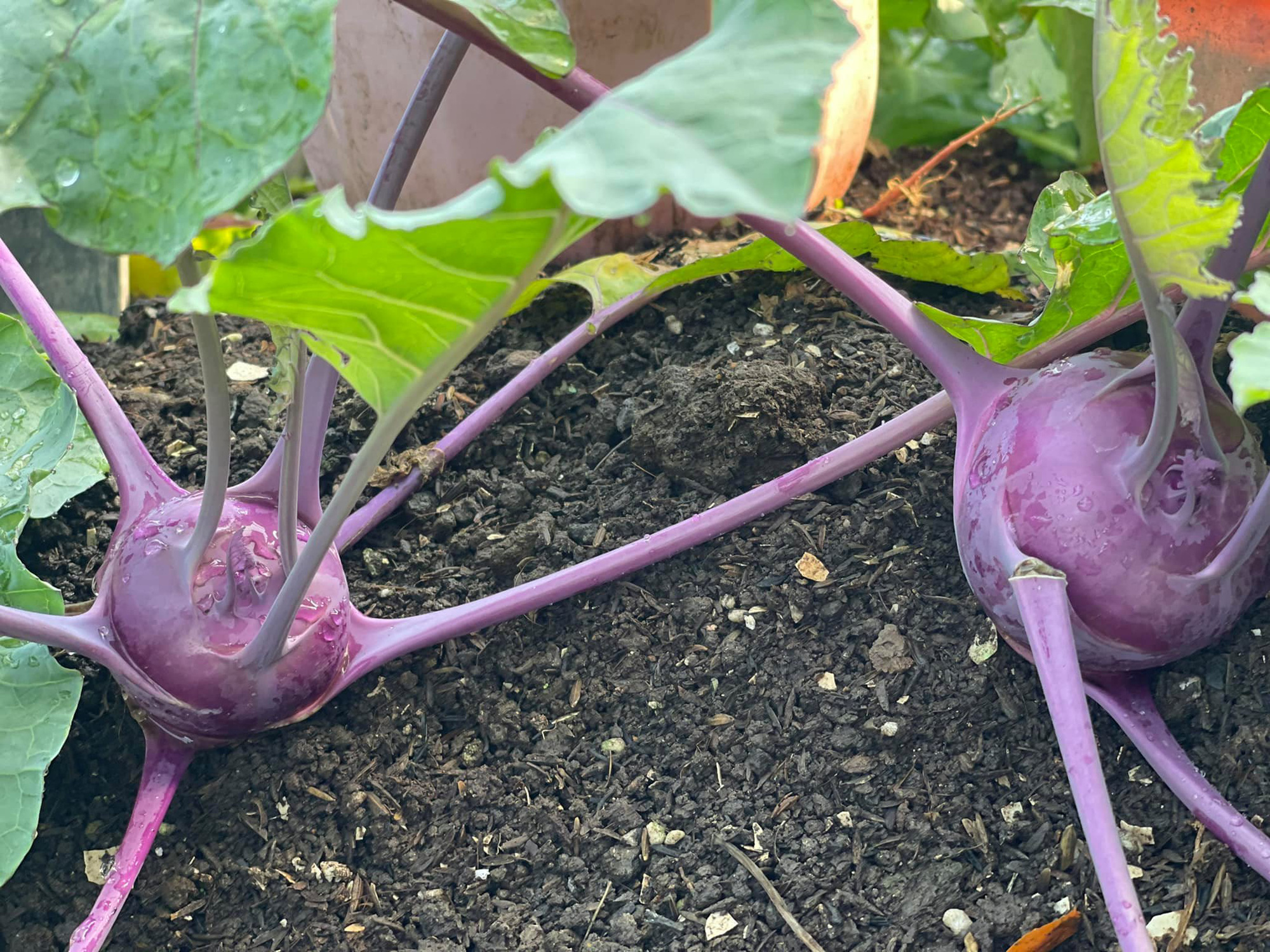 Thán phục bà mẹ tự vác 100 bao phân lên sân thượng, tạo vườn rau xanh ngút mắt-8