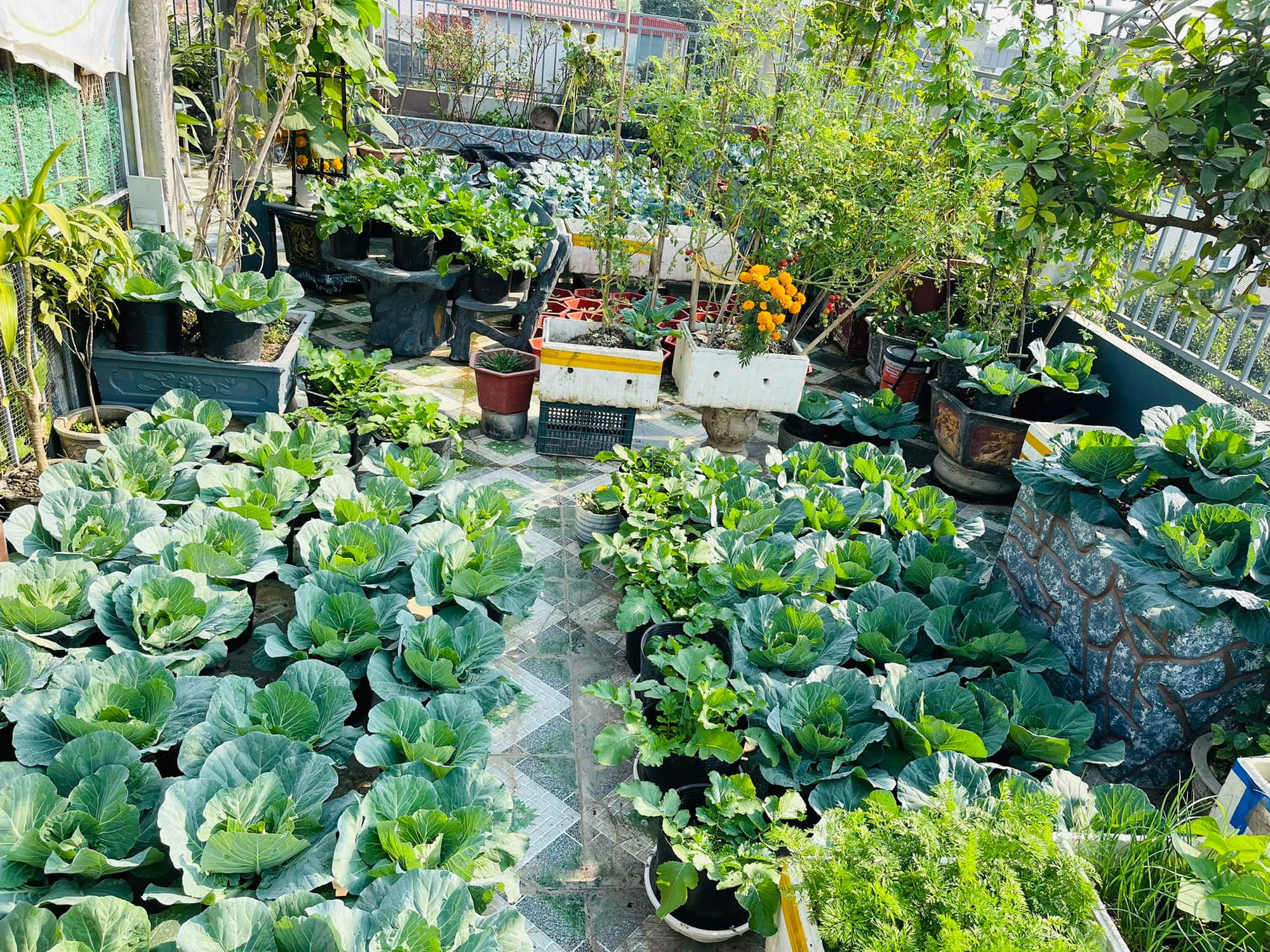 Thán phục bà mẹ tự vác 100 bao phân lên sân thượng, tạo vườn rau xanh ngút mắt-5