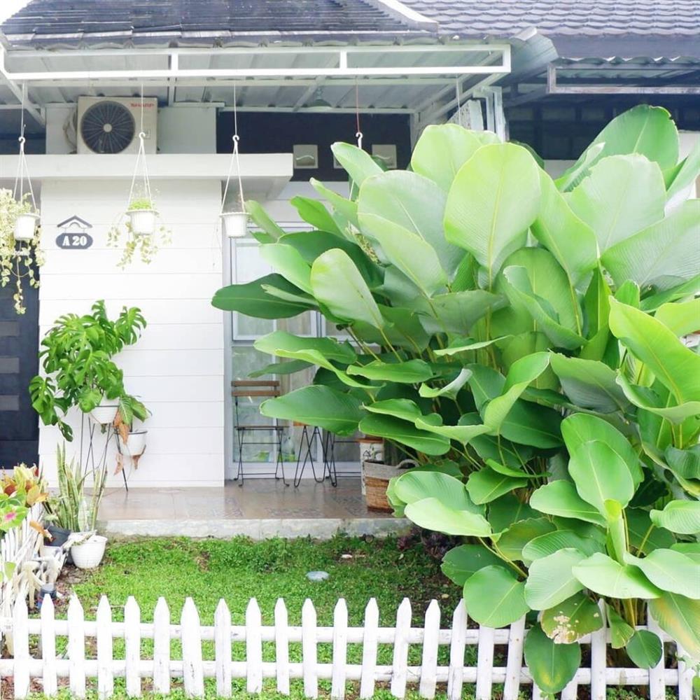 Ý tưởng nhà mini trang trí bằng cây xanh cho không gian sống vừa bình yên vừa râm mát-2