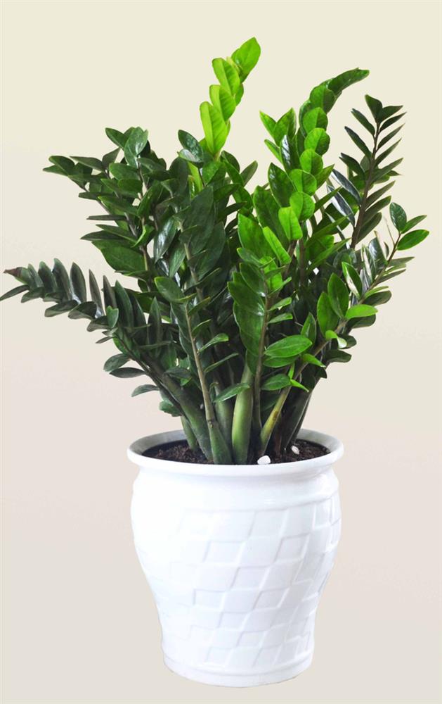 10 loại cây cảnh dưới đây nếu trồng bạn sẽ cần phải chú ý vì nếu ăn phải sẽ nguy hiểm-1