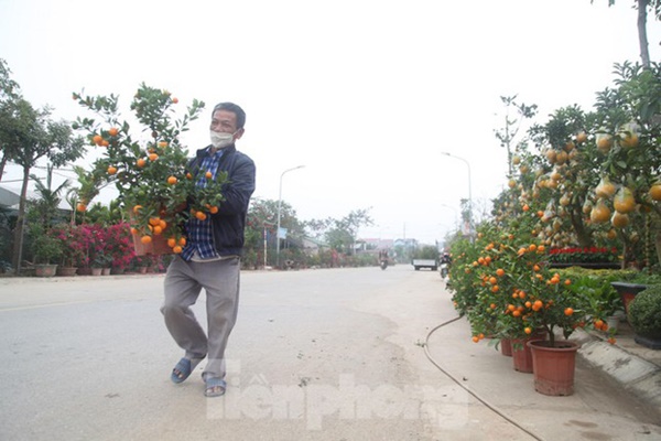 Làng hoa vào vụ Tết, người dân kiếm 20-30 triệu đồng mỗi ngày-1