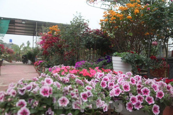 Làng hoa vào vụ Tết, người dân kiếm 20-30 triệu đồng mỗi ngày-3