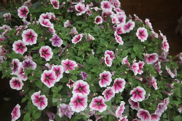 Làng hoa vào vụ Tết, người dân kiếm 20-30 triệu đồng mỗi ngày-4