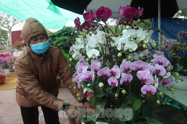 Làng hoa vào vụ Tết, người dân kiếm 20-30 triệu đồng mỗi ngày-6