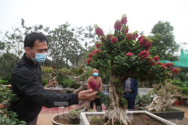 Làng hoa vào vụ Tết, người dân kiếm 20-30 triệu đồng mỗi ngày-7