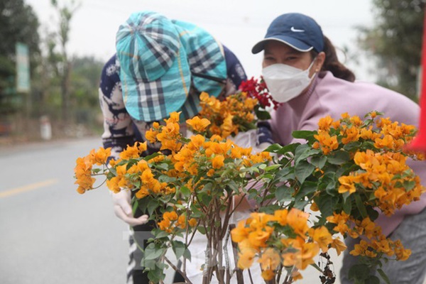 Làng hoa vào vụ Tết, người dân kiếm 20-30 triệu đồng mỗi ngày-10